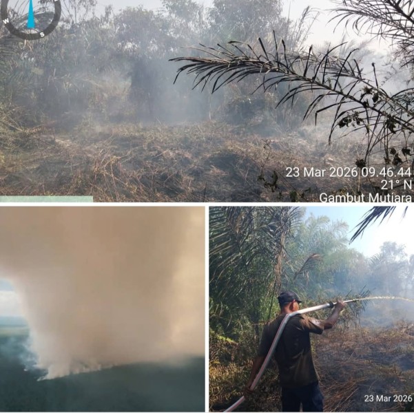 Kebakaran hutan dan lahan (karhutla) di Kabupaten Pelalawan Di Desa Merbau, kebakaran yang terjadi di lahan milik Koperasi Riau Tani Berkah Sejahtera (RTBS)