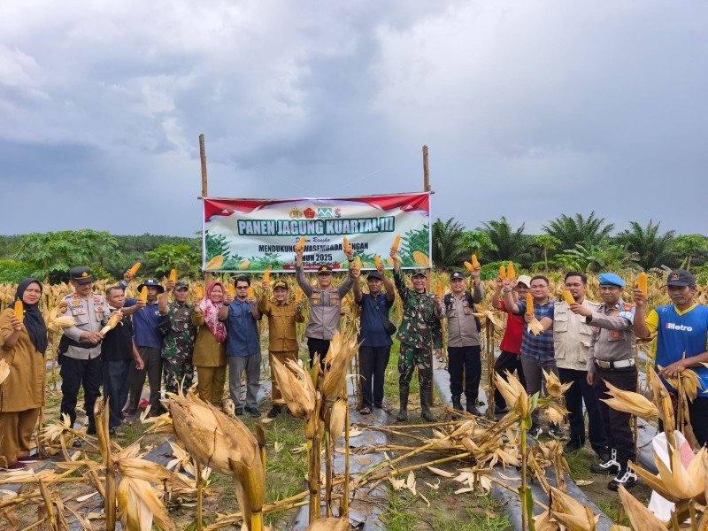 PT Musim Mas Panen 15 Ton Jagung di Batang Kulim Komitmen Dukung Ketahanan Pangan Nasional