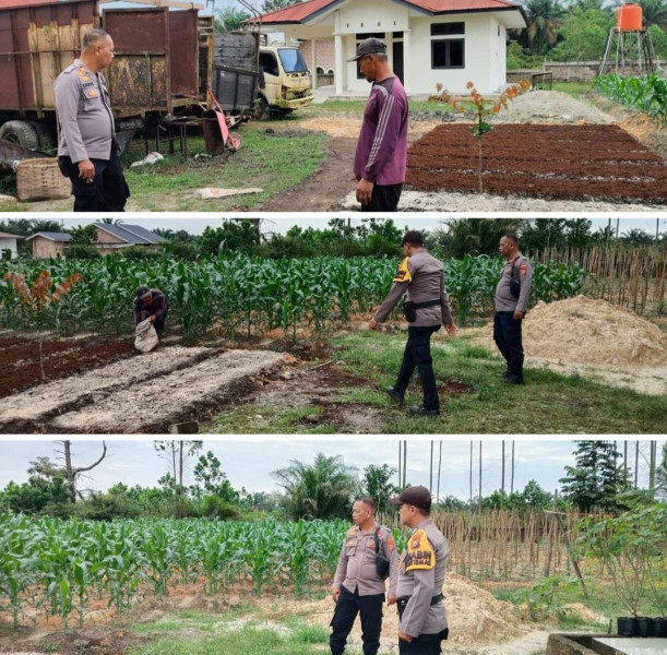 Kapolsubsektor Pelalawan tinjau jagung manis sayuran dan cabe yang Saat ini tanaman - tanaman tersebut telah berumur 40 hari dan masih dalam tahap perawatan.