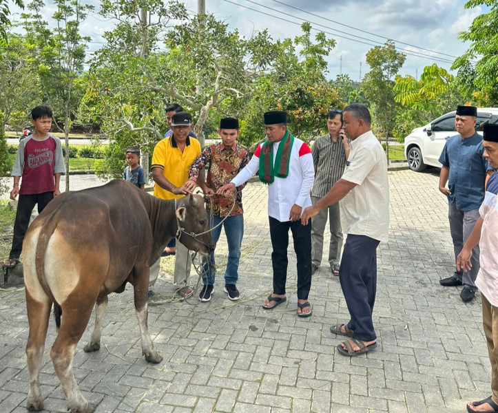 Bupati H Zukri Serahkan 8 Ekor Sapi Kurban dan Kambing ke Masjid di Kecamatan Pangkalan Kerinci