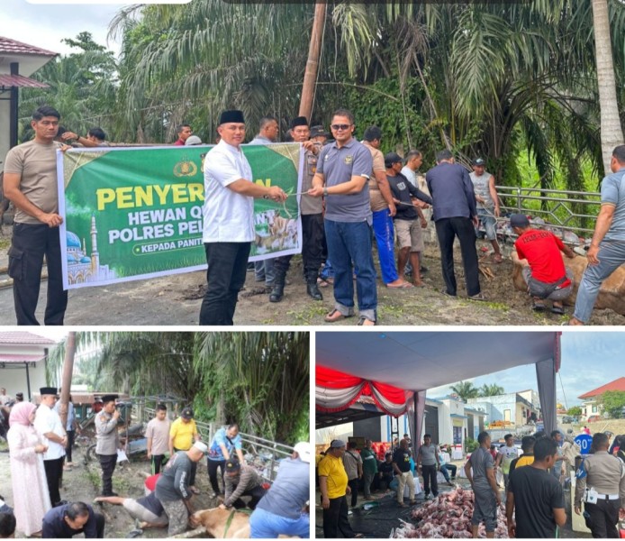 Polres Pelalawan Potong 11 Ekor Sapi Qurban, Kapolres AKBP Afrizal Asri SIK Bersama Istri Saksikan Proses Pemotongan