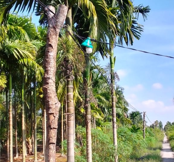 KUALA KAMPAR BERANDIL BESAR DALAM TERBENTUKNYA KABUPATEN PELALAWAN NAMUN TERTINGGAL DALAM PEMBANGUNAN.