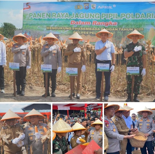 Bupati dan Wakil Bupati Pelalawan Ikuti Panen Raya 15 Ton Jagung Pipil Bersama Kapolda Riau