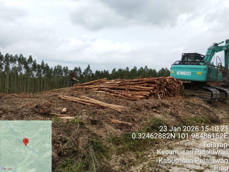 Diduga Abaikan Putusan MA, Aktivitas Penebangan PT Arara Abadi Masih Berlangsung di Lahan Adat Batin Sengeri