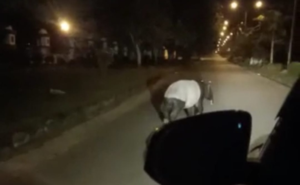 Hewan Dilindungi Tapir, Tiba-tiba Muncul di Komplek Perkantoran Bupati Pelalawan
