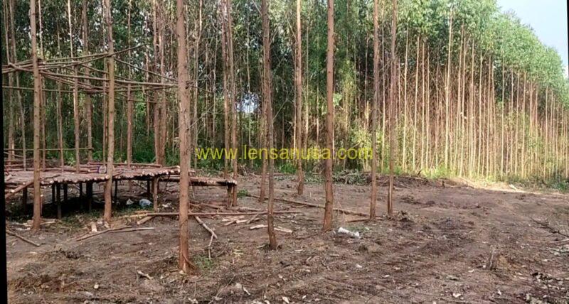Pentolan Anak Kemenakan Batin Sangeri Ditangkap, Kuasa Hukum Apul Sihombing Bereaksi Keras