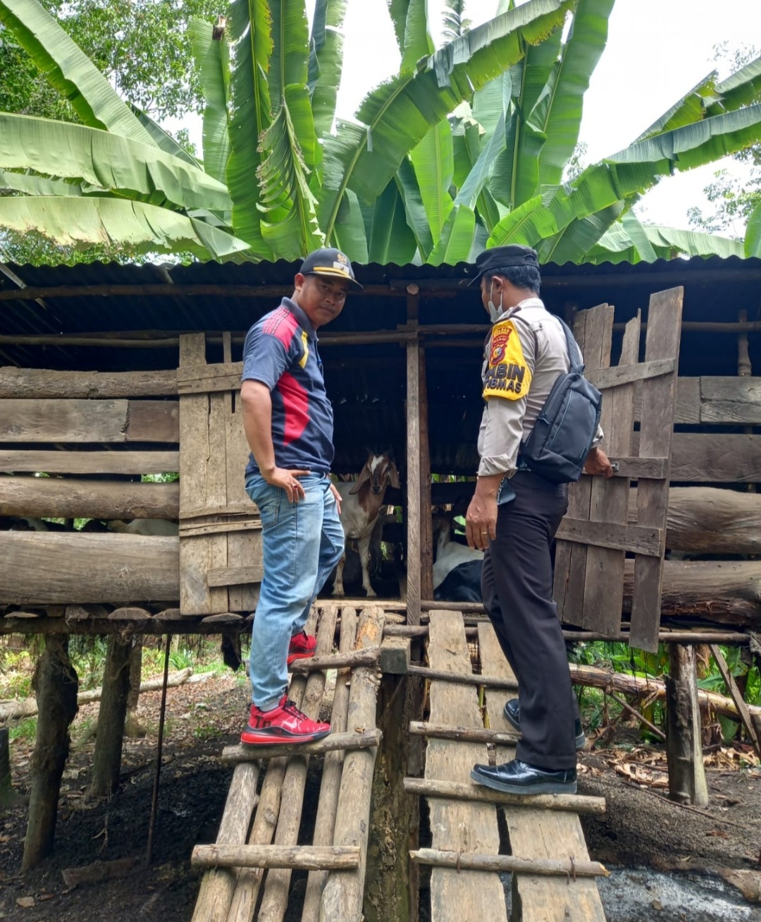 Polsubsektor Pelalawan Gelar Sosialisasi Pencegahan PMK Pada Ternak Sapi.