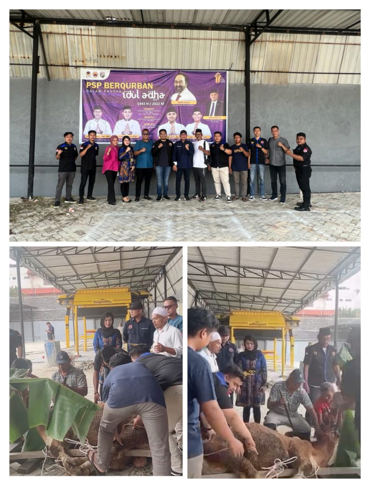 PSP Dan DPW Garda Pemuda Partai Nasdem Provinsi Riau Qurban 2 Ekor Sapi