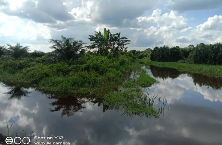PT CAS Tanam Sawit di Areal DAS Sungai Belindang Lipai Bulan