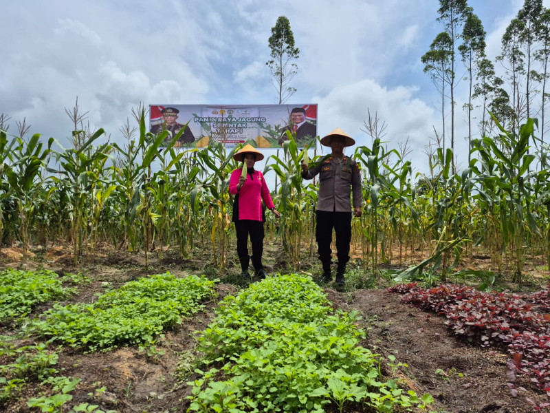 Polsubsektor Pelalawan dalam mendukung ketahanan pangan nasional, menggelar Panen Raya Jagung Serentak tahap pertama