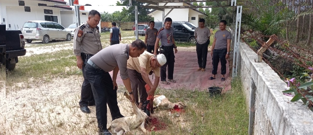 Sambut Idul Adha 1443 H. Polsubsektor Pelalawan Laksanakan pemotongan hewan kurban