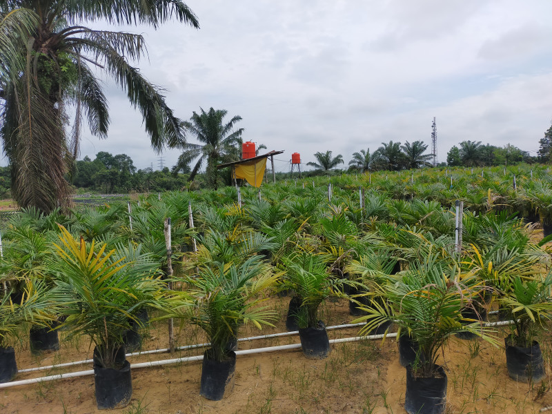 Pengadaan bibit bibit kecambah disbunak terkesan akan timbul korupsi berjamaah