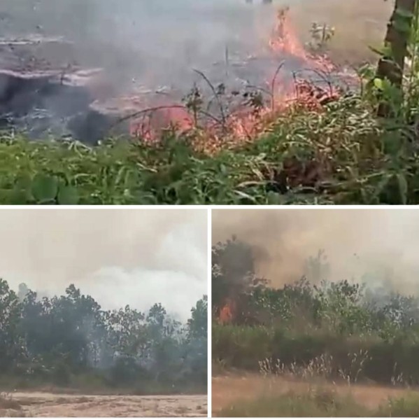 Breaking news ; Kebakaran Lahan di Belakang Perumahan BKP Km 5, Damkar Turun Lakukan Pemadaman