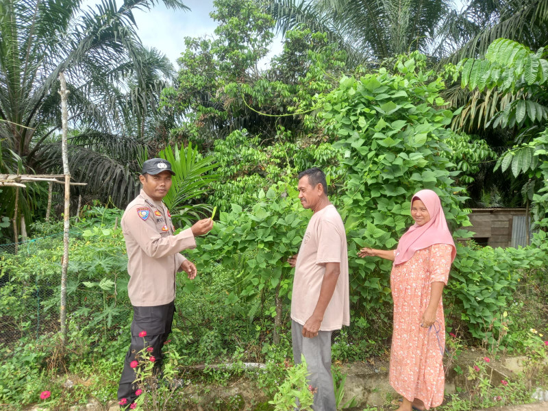Bhabinkamtibmas Desa Bt Nilo Kecil Polsubsektor Pelalawan jajaran Polres Pelalawan Bripka Rusdi, peninjauan lahan perkarangan milik masyarakat yang dimanfaatkan untuk tanaman