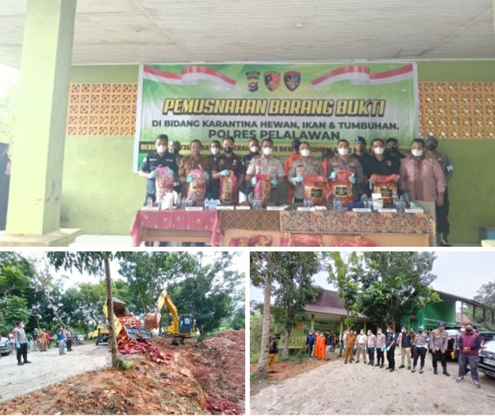 Polres Pelalawan memusnahkan barang bukti hasil tindak pidana di bidang karantina hewan, ikan, dan tumbuhan berupa bawang merah, bawang bombai