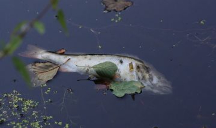 Humas PT IIS Bantah Ikan Mati di Sungai Kerinci Bukan Karna Limbah