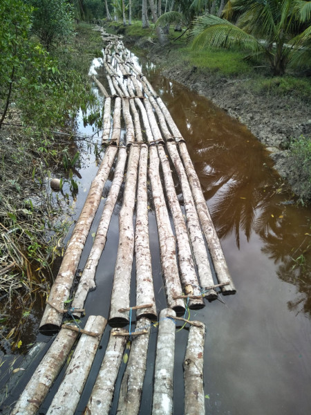 DIDUGA KAYU MAHANG DI BABAT HABIS OLEH OKNUM KEPALA DESA TUK DI JUAL KE SELAT PANJANG