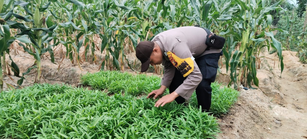 Personil Polsubsektor Pelalawan yang dipimpin oleh Kapolsubsektor Pelalawan Iptu Legito dalam melaksanakan penanaman, perawatan dan pemeliharaan bibit jagung yang telah di tanami