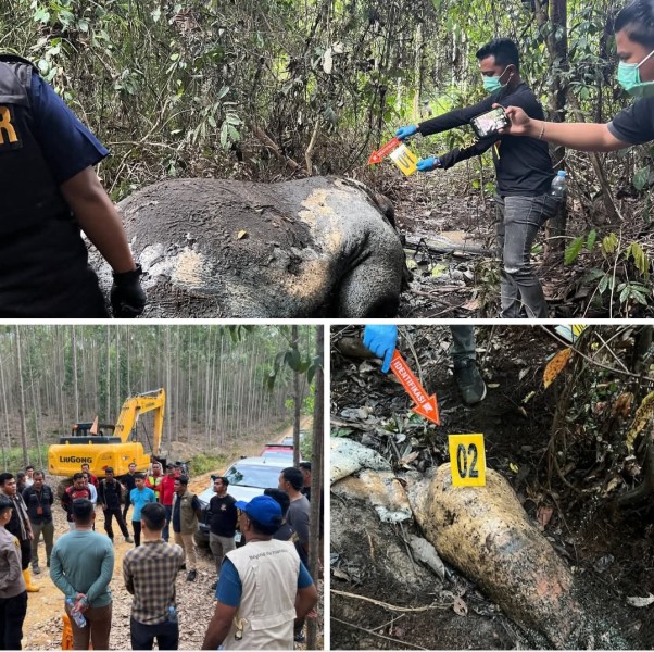Domang (gajah) Kapolda Riau, mati di konsesi PT. Rapp, dengan kepala terputus
