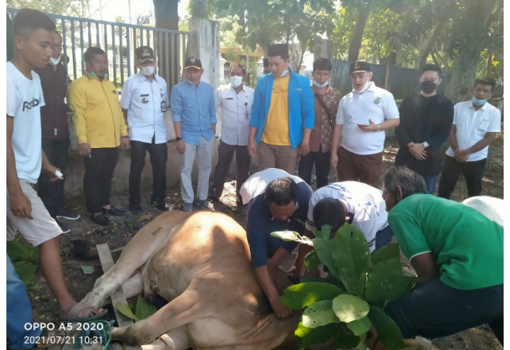 DPD KNPI Riau, Sembelih 3 Ekor Sapi Sempena Idul Adha 2021/1442 H