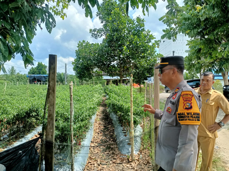 Kapolsubsektor Pelalawan Iptu Legito tinjau arel  lokasi lahan pusat pertanian dalam rangka mendukung program pemerintah di bidang ketahanan pangan